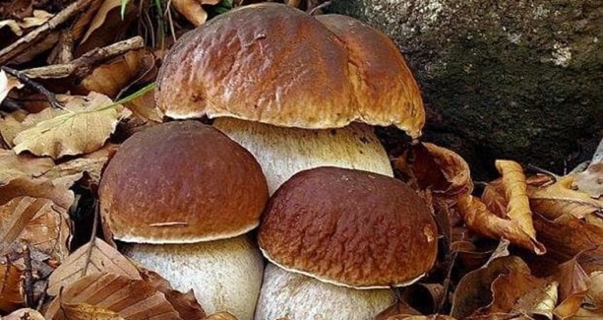 porcini